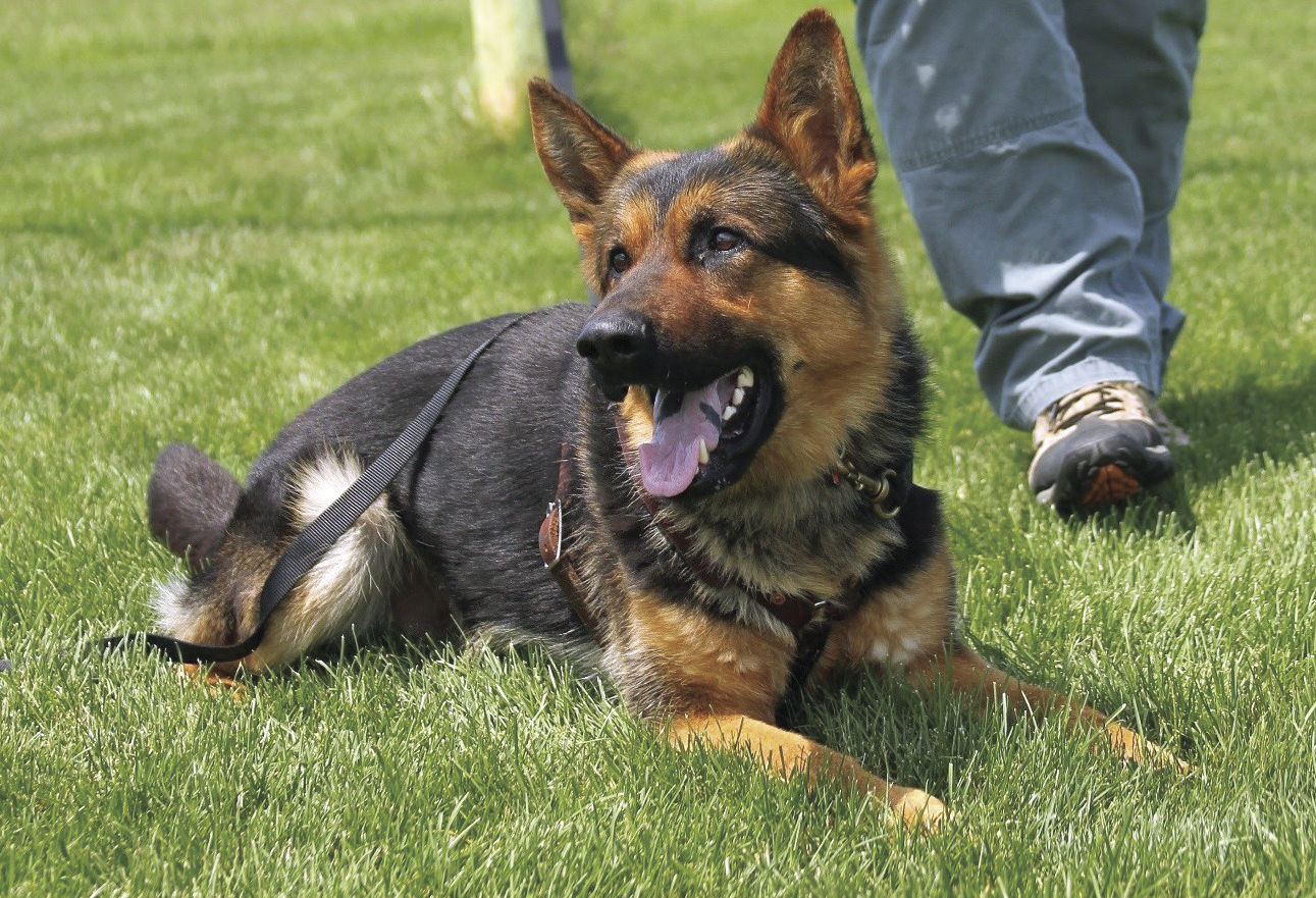 ICYMI: Eureka Police K-9 Reno dies after seven years of service